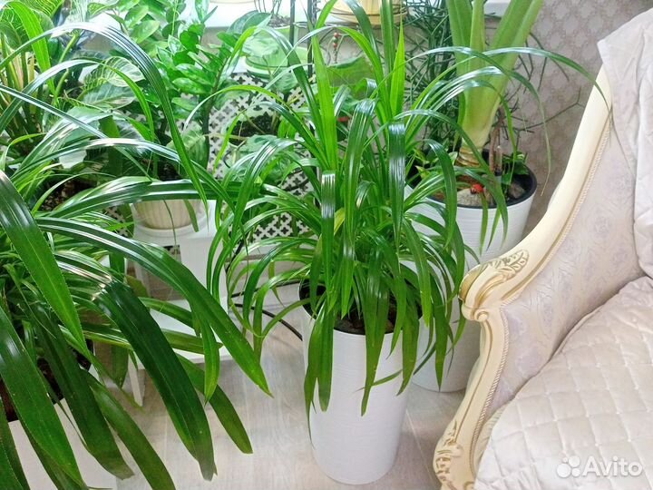 Винтовая пальма,пандаус