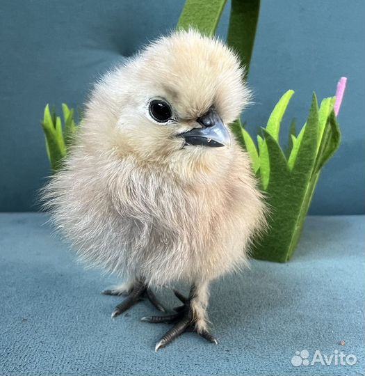 Продам цыплят