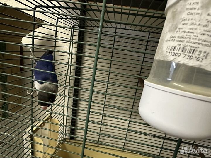 Попугаи неразлучники фишера