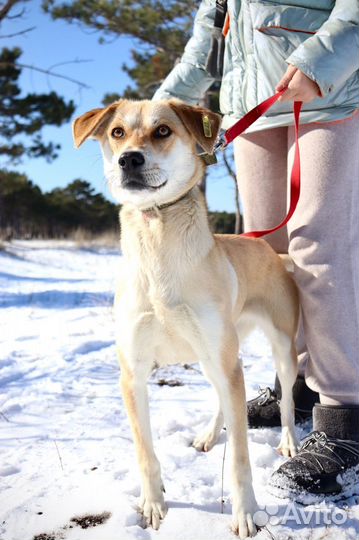 Арти в добрые руки