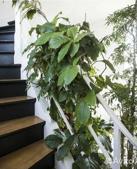 Тетрастигма (комнатная лиана)