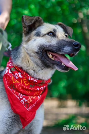 Собака Валя в поисках лучшей семьи