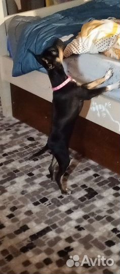 Вязка той-терьер девочка