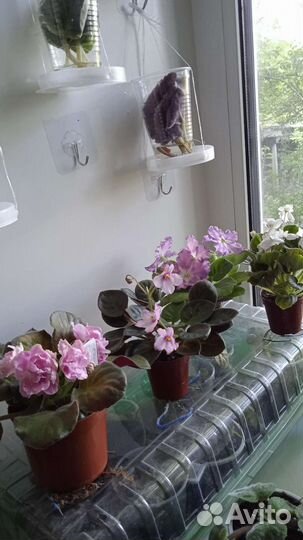 Фиалки на подарки