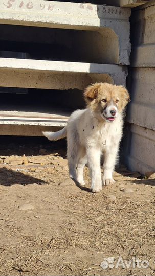 Три щеночка