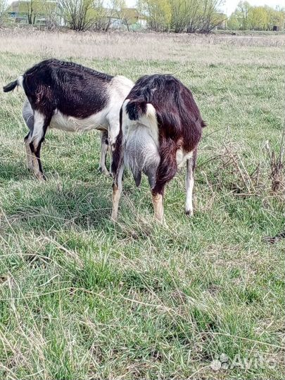 Продам козу альпийской породы, козла, козлика