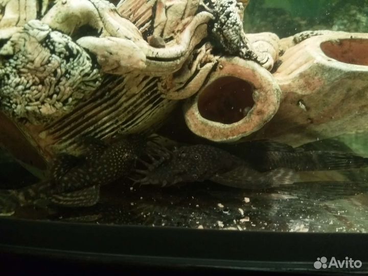 Анциструс сом