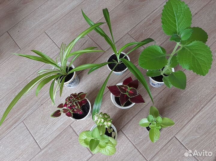 Колеусы, хлорофитумы, плектрантусы