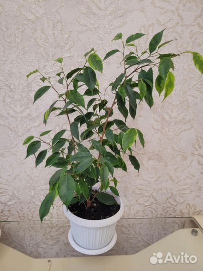 Фикус бенджамина пестролистный