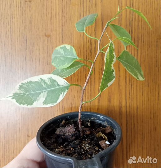 Фикус бенджамина пестролистный