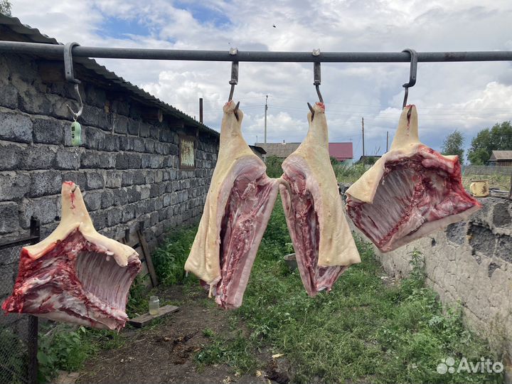 Мясо свинина