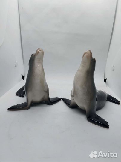 Пара Тюленей, лфз