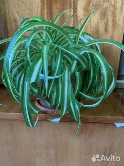 Хлорофитум хохлатый