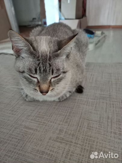 Отдам кошку