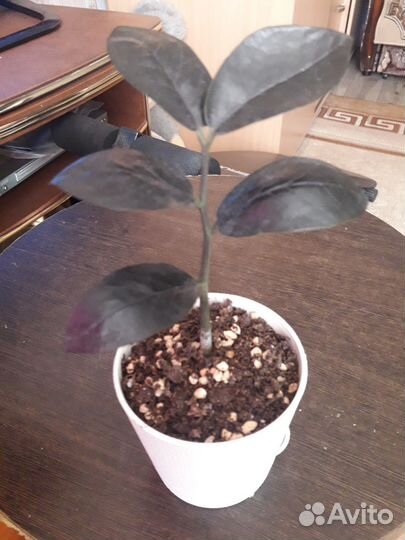 Замиокулькас черный равен , зензи