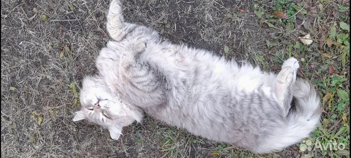 Кошки в добрые руки