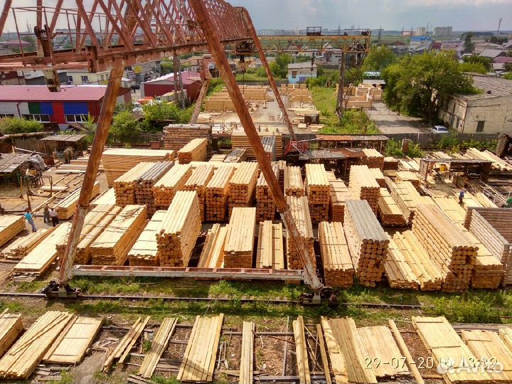 Евровагока (сосна)