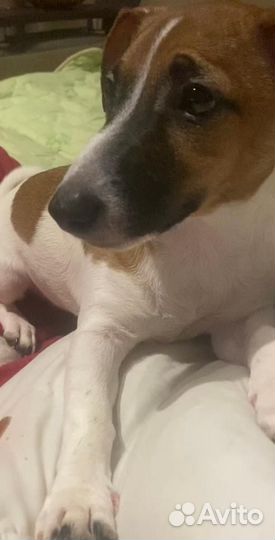 Джек Рассел терьер девочка