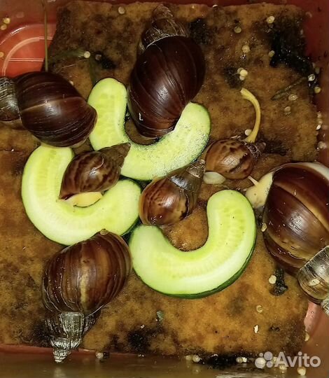 Ахатины тигровые