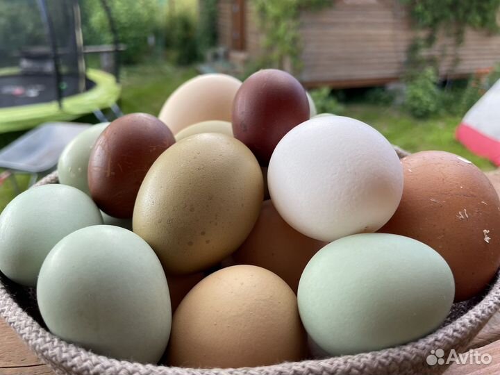 Инкубационное яйцо несушек