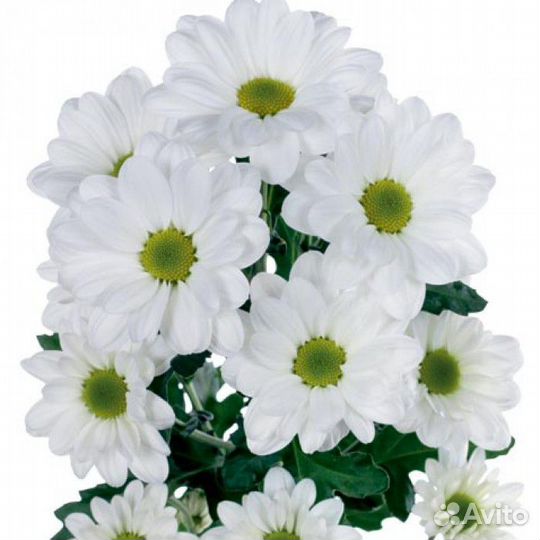 Хризантема Bacardi