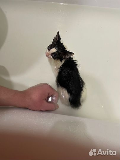 Отдам котенка в добрые руки
