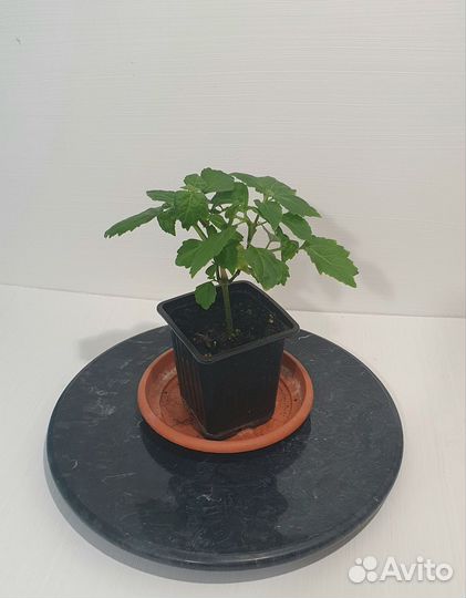 Саженцы Пачули