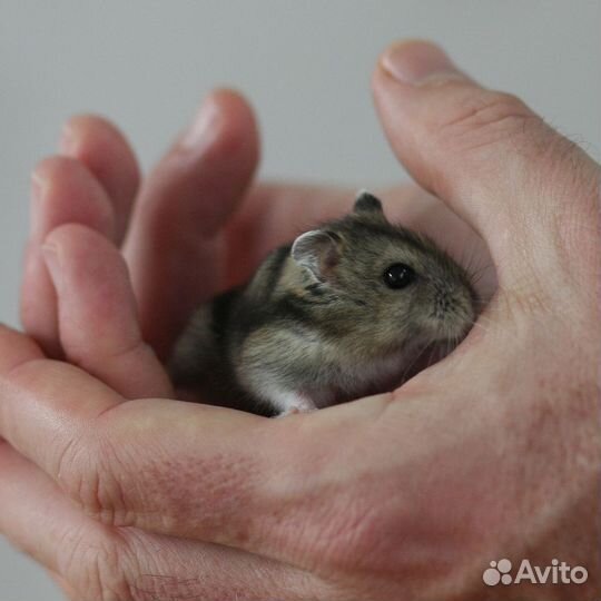 Джунгарский хомяк