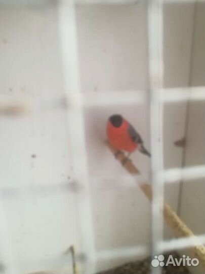 Певчие птицы