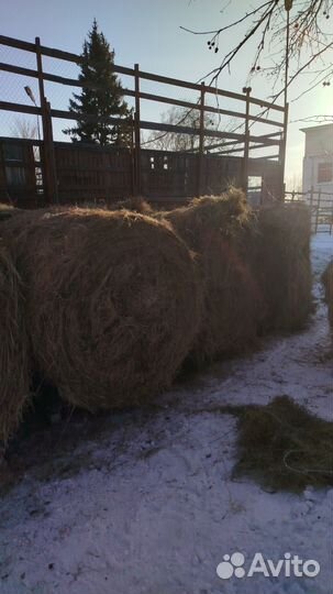 Продам сено в рулонах
