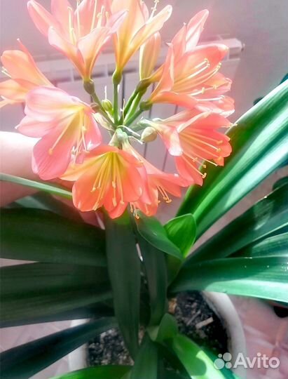 Комнатные цветы кливия