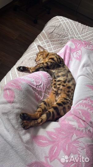 Бенгальская кошка