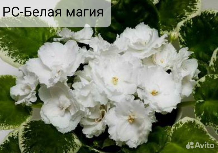 Фиалка белая