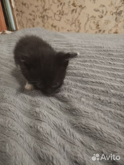 Котята продаются