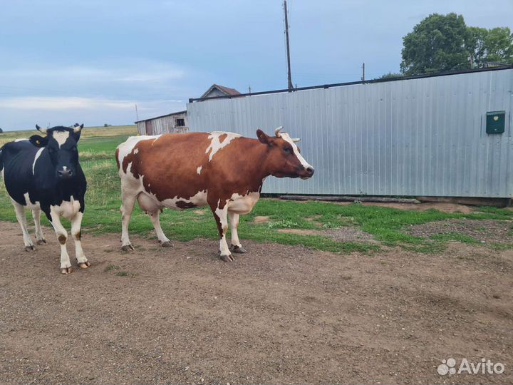 Продам корову