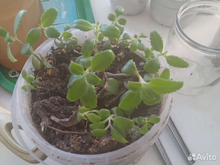 Каланхоэ лечебное