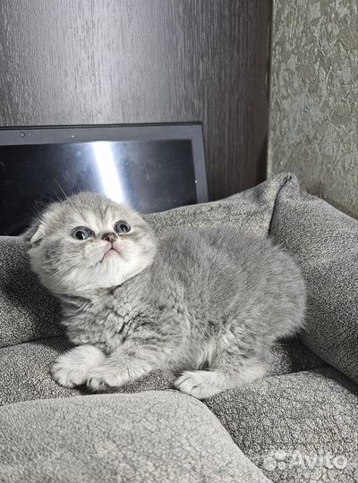 Шотландский толстопоп