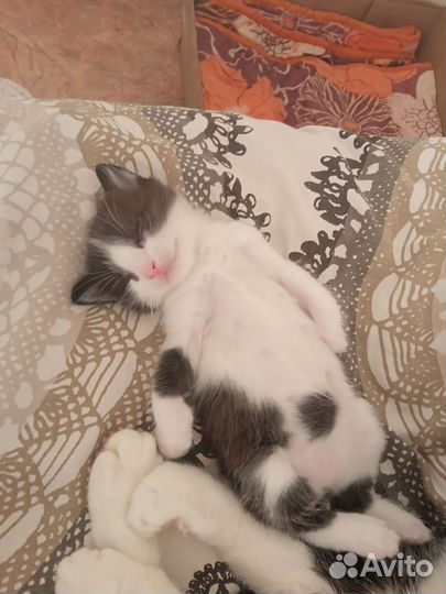 Котёнок мальчик отдам в добрые руки
