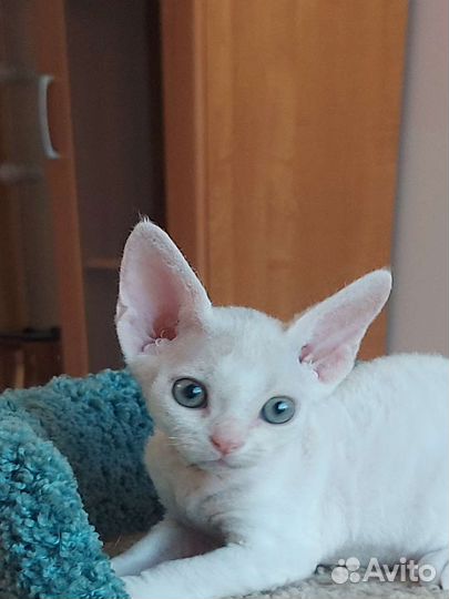 Котята девон-рекс
