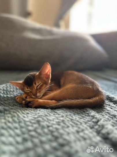 Абиссинские котята