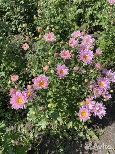 Хризантемы