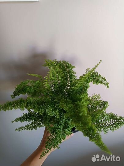 Папоротник цветы