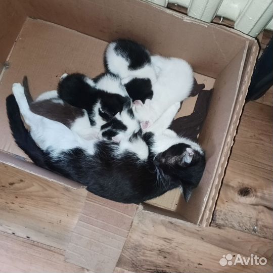 Пушистые друзья