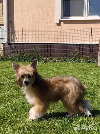 Китайская хохлатая собака мальчики