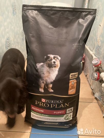 Корм для собак purina pro plan medium 13 кг