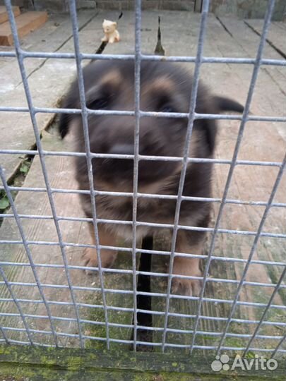 Щенок в добрые руки бесплатно