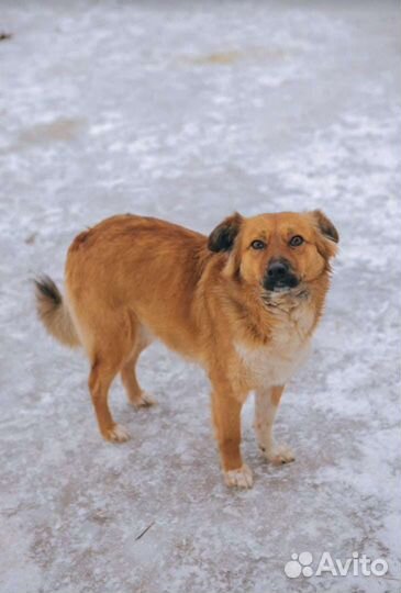 Ли'се очень нужен дом Небольшая собачка