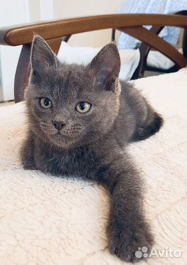 Мальчик Дарси в добрые руки