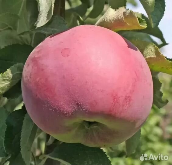 Питомник-С реализует колон. яблоню Останкино и др