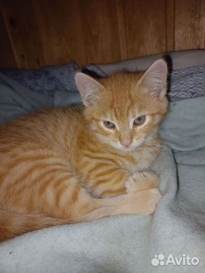 Рыжий котёнок ищет дом